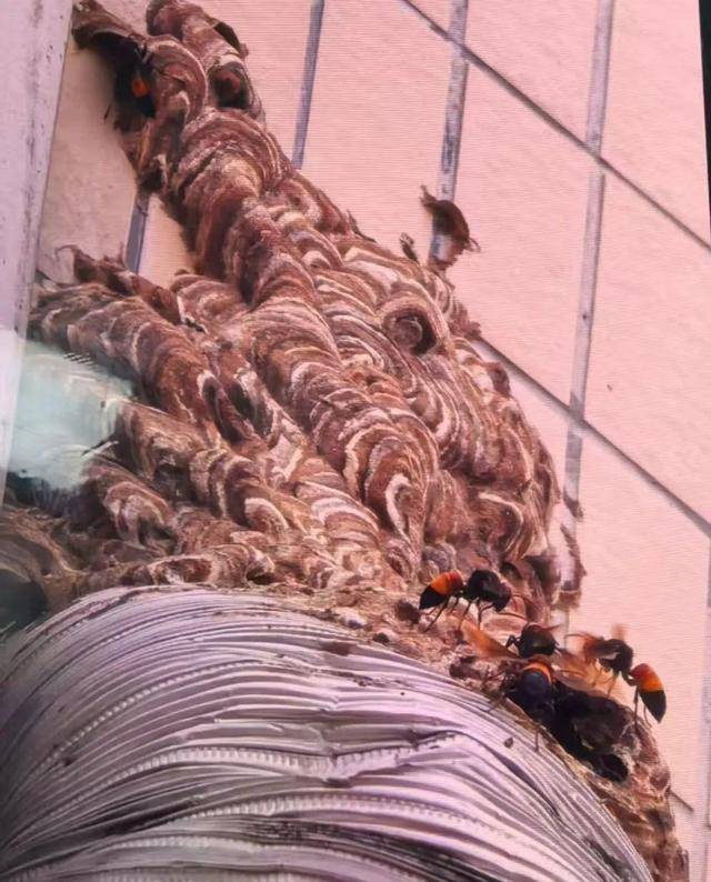 荷兰乙组联赛_别招惹！广东一老人中招荷兰乙组联赛，不幸去世