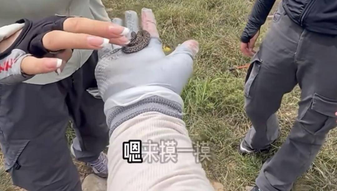 NBA篮球投注_驴友爬山捡到小蛇后轮流抚摸 专家：是短尾蝮蛇NBA篮球投注，有剧毒