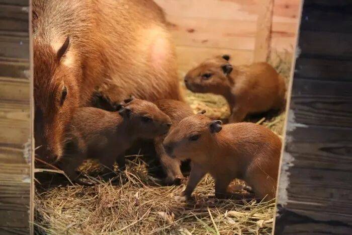 皇冠皇冠代理平台_出生1小时就能独立行走皇冠皇冠代理平台，济南动物园“果果”和“豚豚”的4只新生幼崽，周末和市民见面