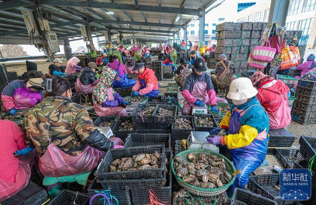 皇冠信用网足球代理_山东荣成：鲍鱼收获忙