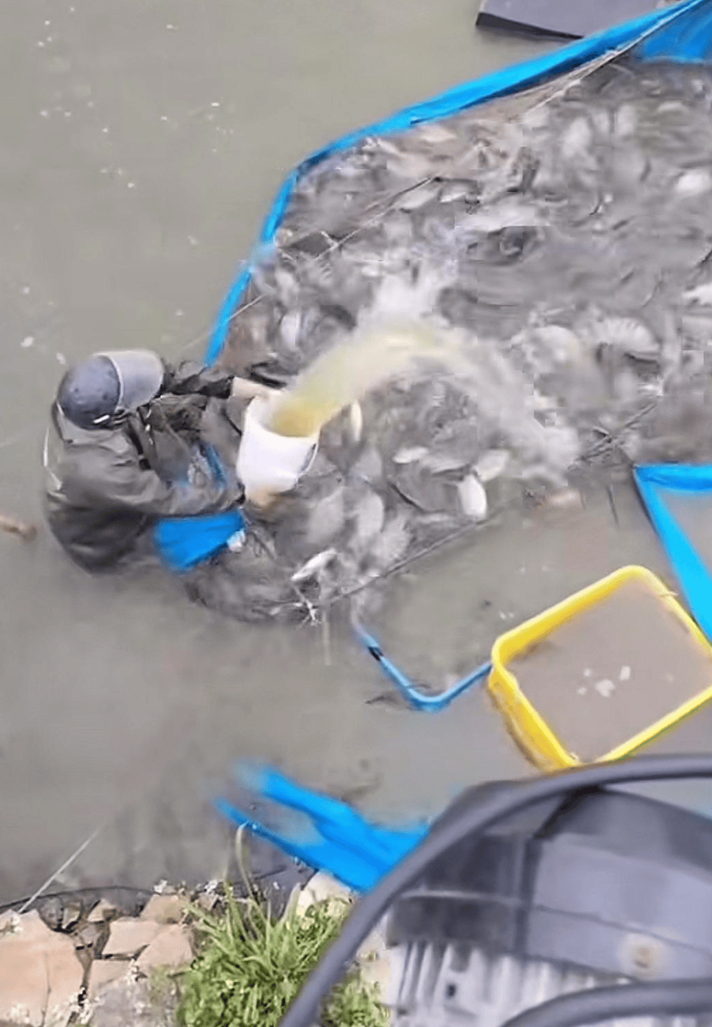 皇冠信用網开号_水产市场“麻醉鱼”调查：有商家称麻药有味会换水再卖皇冠信用網开号，有无危害尚不明，出台监管措施尚缺理论依据