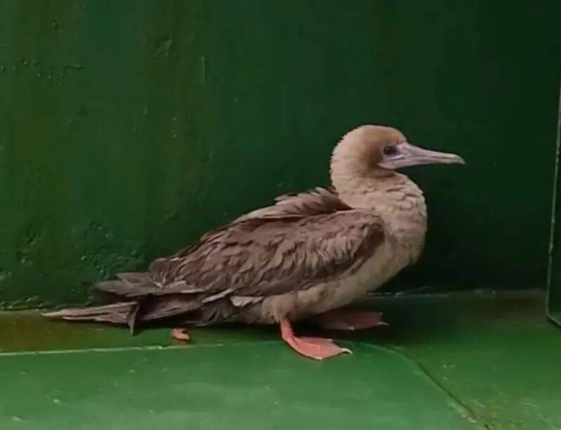 皇冠信用網哪里申请_时隔114年皇冠信用網哪里申请，它再次现身中国，罕见物种重现引关注