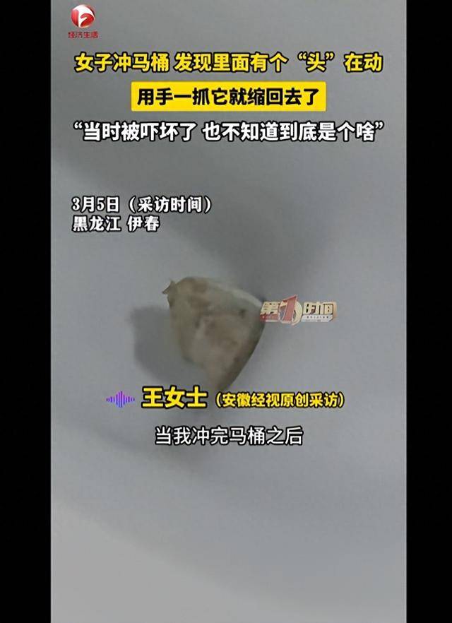 皇冠会员如何申请 _女子冲马桶发现异物冲不走皇冠会员如何申请 ，误以为是塑料布伸手去捞，竟会往回缩，反复两次才发现是活物